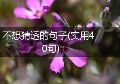 不想猜透的句子(实用40句)