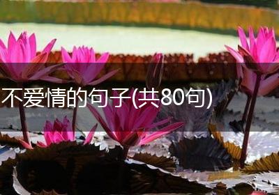 不爱情的句子(共80句)