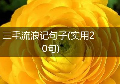 三毛流浪记句子(实用20句)