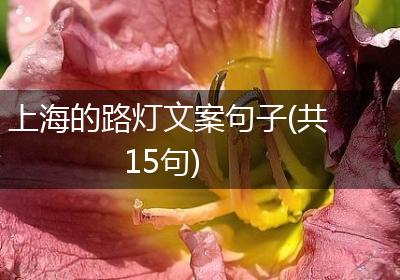 上海的路灯文案句子(共15句)