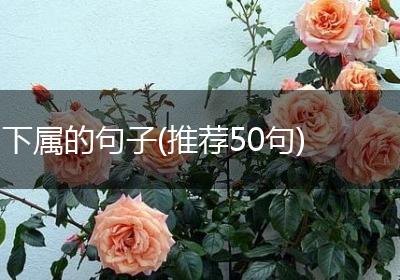 下属的句子(推荐50句)