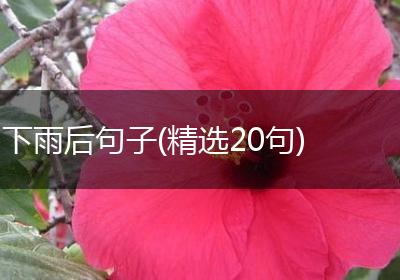 下雨后句子(精选20句)
