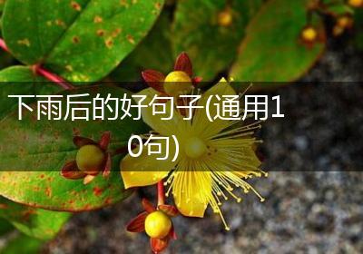 下雨后的好句子(通用10句)