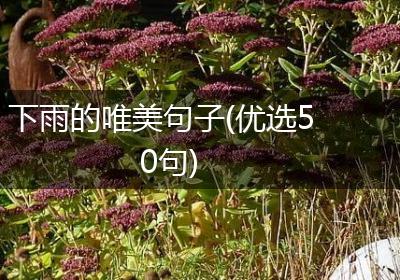 下雨的唯美句子(优选50句)