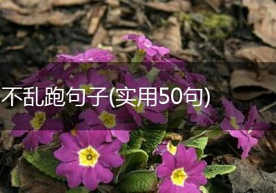 不乱跑句子(实用50句)