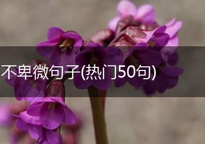 不卑微句子(热门50句)
