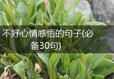 不好心情感悟的句子(必备30句)
