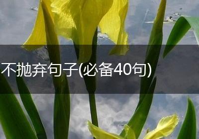 不抛弃句子(必备40句)