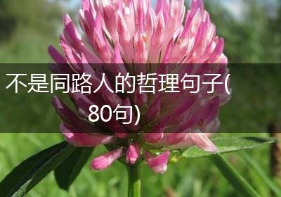 不是同路人的哲理句子(80句)