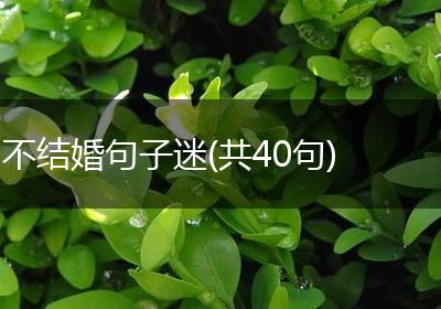 不结婚句子迷(共40句)