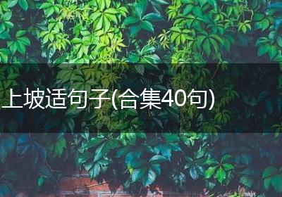 上坡适句子(合集40句)