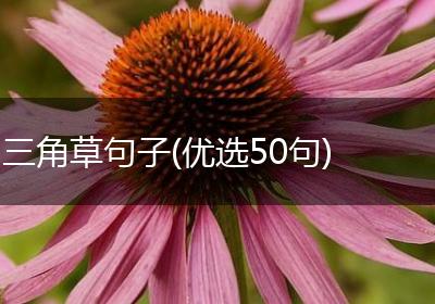 三角草句子(优选50句)