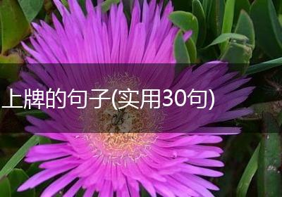上牌的句子(实用30句)