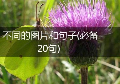 不同的图片和句子(必备20句)