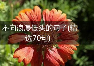 不向浪漫低头的句子(精选70句)