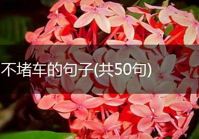 不堵车的句子(共50句)