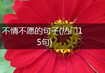 不情不愿的句子(热门15句)