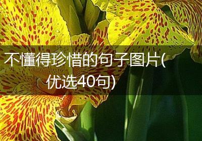 不懂得珍惜的句子图片(优选40句)