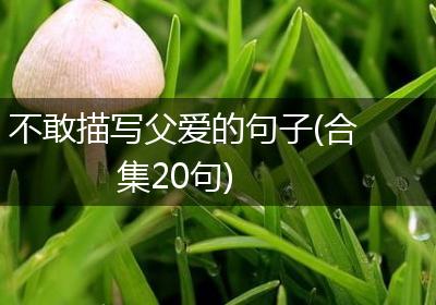 不敢描写父爱的句子(合集20句)