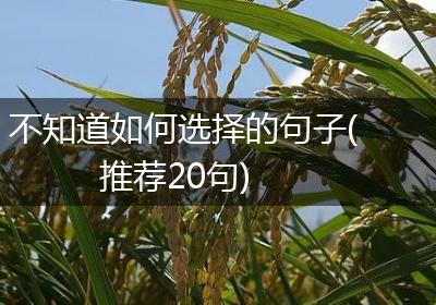 不知道如何选择的句子(推荐20句)
