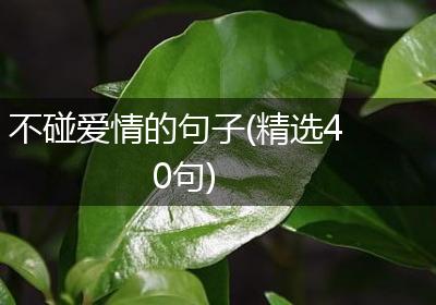 不碰爱情的句子(精选40句)
