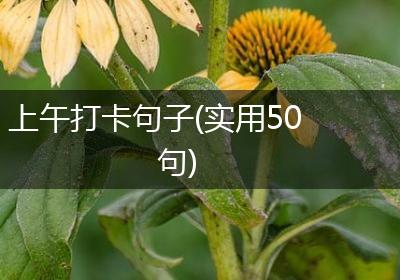 上午打卡句子(实用50句)