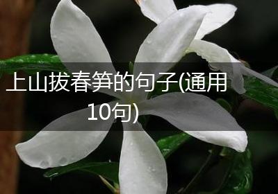 上山拔春笋的句子(通用10句)