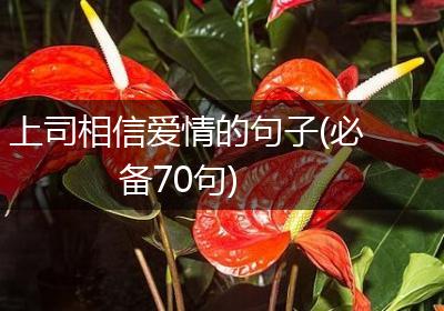 上司相信爱情的句子(必备70句)