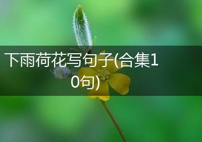 下雨荷花写句子(合集10句)