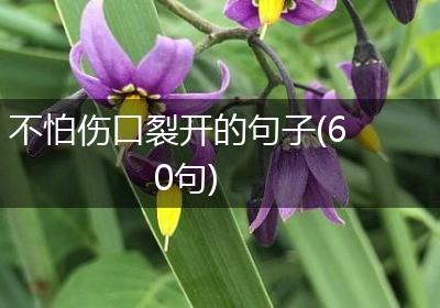 不怕伤口裂开的句子(60句)