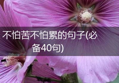 不怕苦不怕累的句子(必备40句)