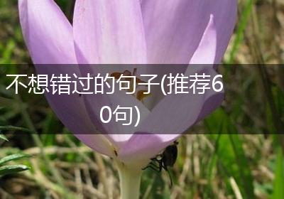 不想错过的句子(推荐60句)