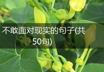不敢面对现实的句子(共50句)