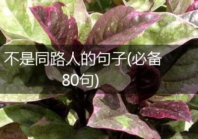 不是同路人的句子(必备80句)