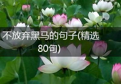 不放弃黑马的句子(精选80句)