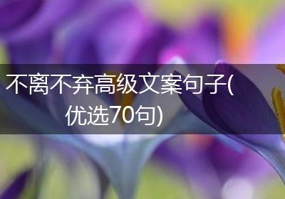 不离不弃高级文案句子(优选70句)