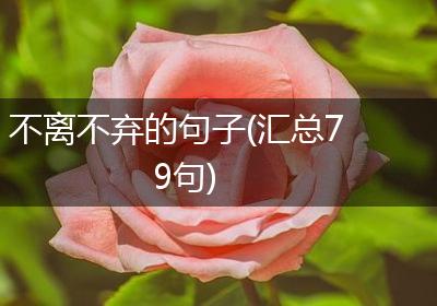 不离不弃的句子(汇总79句)