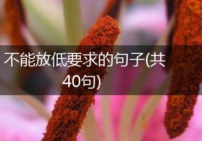 不能放低要求的句子(共40句)