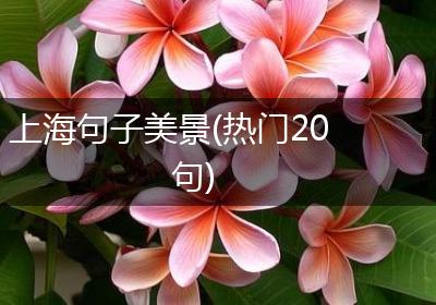 上海句子美景(热门20句)