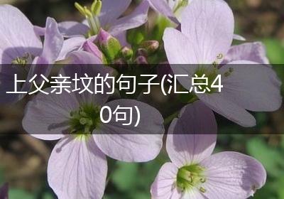 上父亲坟的句子(汇总40句)
