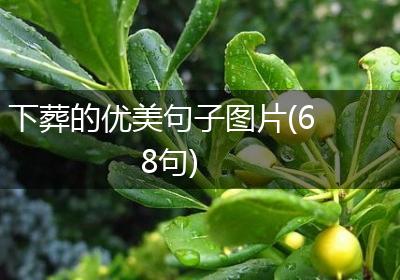 下葬的优美句子图片(68句)