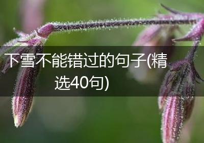 下雪不能错过的句子(精选40句)