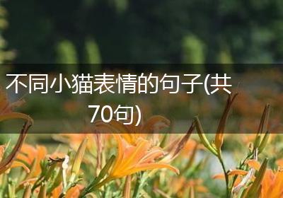 不同小猫表情的句子(共70句)