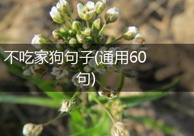 不吃家狗句子(通用60句)