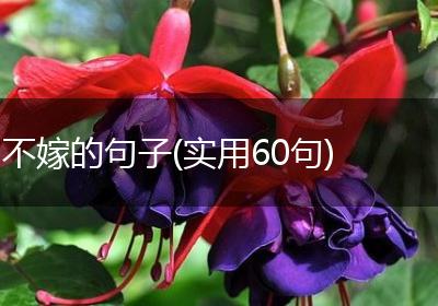不嫁的句子(实用60句)