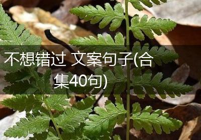 不想错过 文案句子(合集40句)