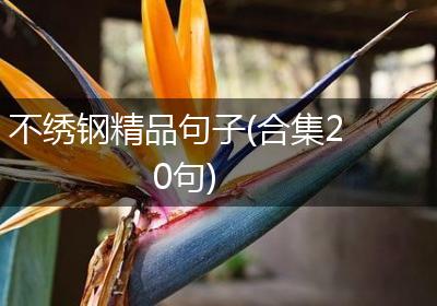 不绣钢精品句子(合集20句)