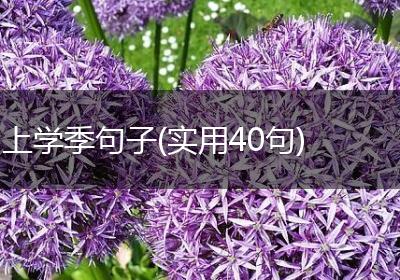 上学季句子(实用40句)