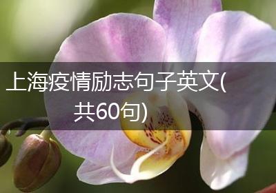 上海疫情励志句子英文(共60句)