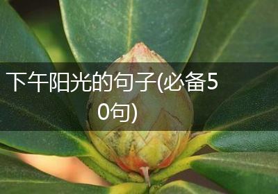 下午阳光的句子(必备50句)